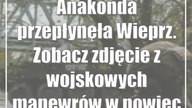 Anakonda przepłynęła Wieprz.  Zobacz zdjęcie z wojskowych manewrów w powiecie łęczyńskim