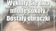 Puławy: Wykluły się dwa młode sokoły.  Dostały obrączki