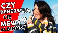 Czy denerwują cię mewy albinosy? / Bartek Usa