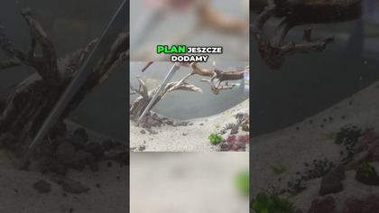 Tworzymy głębię w akwarium.