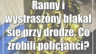 Ranny i wystraszony błąkał się przy drodze.  Co zrobili policjanci?