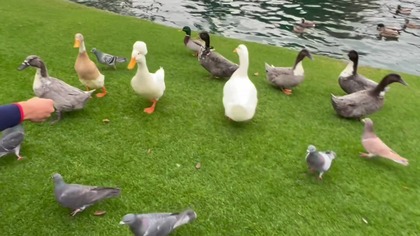 Taniec i Kaczka z fryzurą Afro