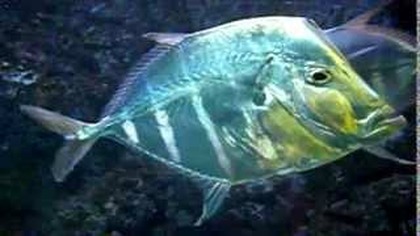 Płaskie ryby oceanarium gdyńskie