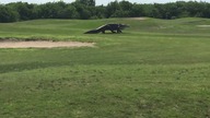 Ogromny aligator na polu golfowym