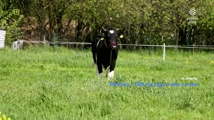 POLSATPLAY - 07-12-2024 - Sponsorzy, Ogłoszenie nadawcy, Reklamy