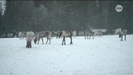 Kronika Pucharu Świata - Ruka (29. 11. 2024)