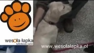 Czesanie jak przyzwyczaić psa do czesania? Część 2