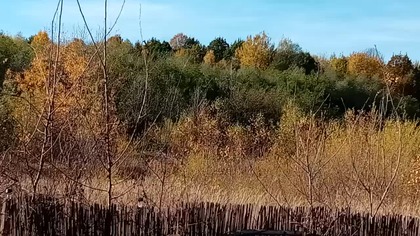 Piękna jesień w hodowli gołębi i zeberek, Fundacja, azyl itp...