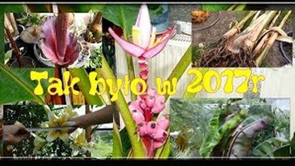 Odc-381-Podsumowanie roku 2017 Video- Rośliny Egzotyczne uprawiane w Polsce.  Amatorska uprawa.
