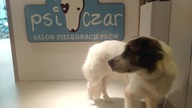 Coco - Adopcja naszego psiaka