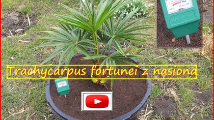 #208.   Trachycarpus fortunei z nasiona.  Przesadzanie, jaka ziemia.  Uprawa w PL.