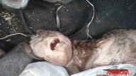 Narodziny koźlęcia z ludzką głową przemieniło życie rolnika w piekło 