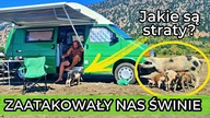 Kto by się spodziewał świń na albańskiej plaży? Co jeszcze zobaczymy w Czarnogórze?