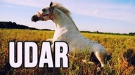 UDAR U KONI