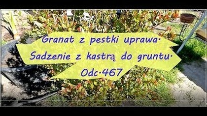 Odc. 467-Granat z pestki, uprawa.  Sadzenie z kastrą do gruntu