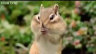 Beatbox wiewiórki