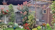 Kanarki, gołąbki diamentowe i papugi w wolierze * W Garden kuRaż 13. 09. 2026