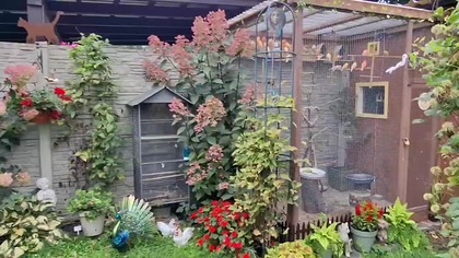 Kanarki, gołąbki diamentowe i papugi w wolierze * W Garden kuRaż 13. 09. 2026