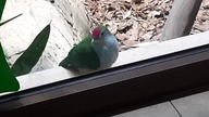 Fruit Dove up close 