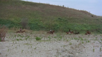 Drań Lobo.  1971.  Lektor.pl . western