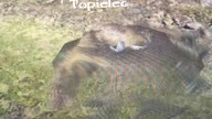 Topielec nak**wia BREAKDANCEa | #kronikimyrtany #gothic2 #topielec