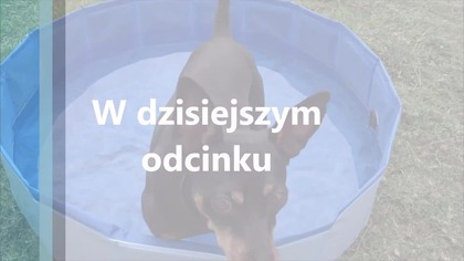 Basen dla piesków