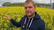 Deszcz pada i to nas cieszy ale co dalej z rzepakiem? Pomysł na T3