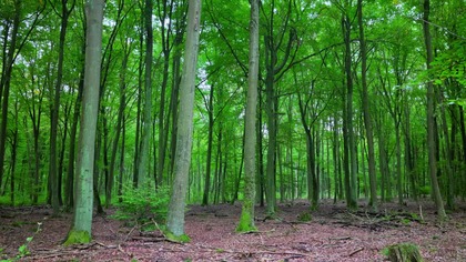 Spring Birdsong in a Beech Forest Natural Forest Sounds for Relaxation & Focus | 4K