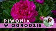 Sadzenie PIWONII w ogrodzie.  Jak sadzić, nawozić i dbać o peonię ?