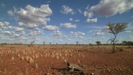 Podr&oacute;ż pelikan&oacute;w tajemnica australijskiego outbacku
