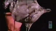 Slipknot - Wait And Bleed (1999)