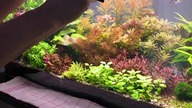 My aquarium maintenance #aquarium #fishtank #maintenance #nature