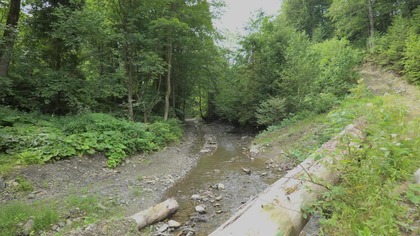 Shallow Forest Stream for Focus  Light Natural Water Flow 