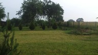 Stado dzik&oacute;w wybiera się na czereśnie