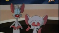 Pinky i M&oacute;zg S01E12 - M&oacute;wicy posąg - Mysz z La Manchy