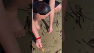 Krab i rozgwiazda z morza śródziemnego
