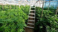 Wracamy na plantację w Warszawie - W Drodze Do Legalizacji #17