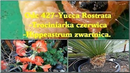 Odc 427-Yucca Rostrata-Trociniarka czerwica-Hippeastrum zwartnica.