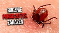 Najniebezpieczniejsze zwierzę w Polsce? [TOPOWA DYCHA]