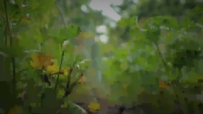 REPUBLIKAPLUS - 31-12-2025 - Identy