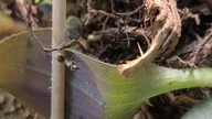 Jak to się uda to zmieni mój cały zamysł hodowli mrówek  Polyrhachis Dives