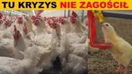 Ich kryzys omija.  Branża drobiarska w Polsce jest bezpieczna | P.  Lisiecki