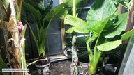 #326 Alocasia, alokazja x calidora,ucho słonia, uprawa,pielęgnacja od 2014r