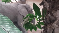 Słoń #zoowarszawa 