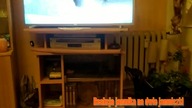 Dachshund reaction to two dachshunds.