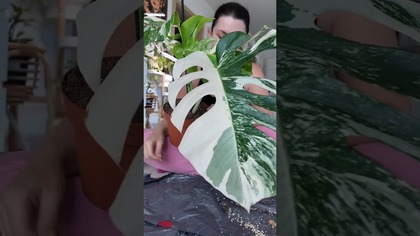 PRZESADZANIE MONSTERY VARIEGATY! #monstera #roślinydomowe