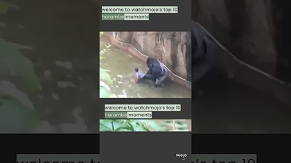 Harambe: 10 Years Later