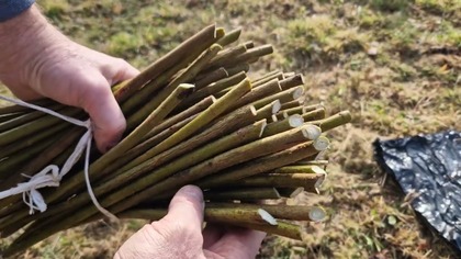 WIOSENNE SADZENIE WIKLINY / Wiklina amerykanka  Salix americana
