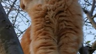 Eryk #mainecoon #cat #shorts #catlover #catvideos