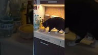 Pusia the cat